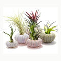 Conch Hanging Pot TOPINCN Conch Hanging Air Plant Pot Decor, Juego de