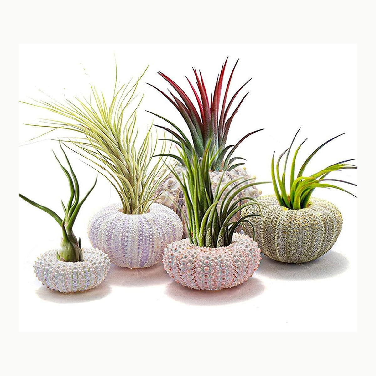 Conch Hanging Pot TOPINCN Conch Hanging Air Plant Pot Decor, Juego de