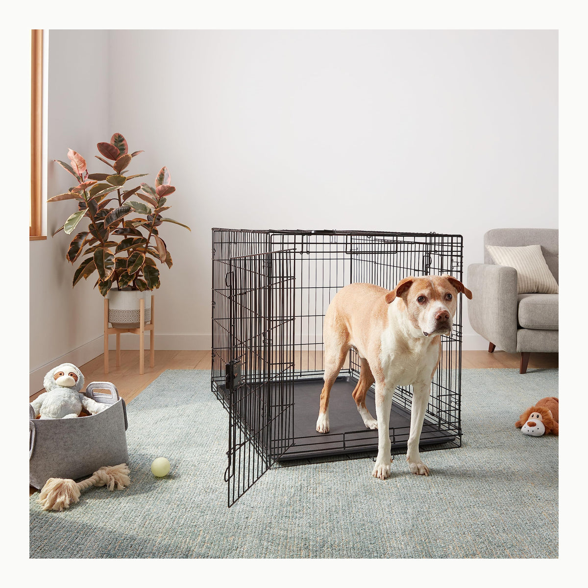 Amazon Basics Jaula para perro de alambre metálico