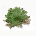 Rosa de Jericó – Planta Mágica para Limpieza, Protección y