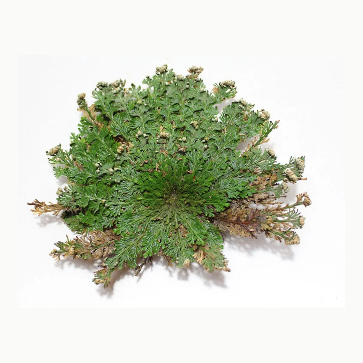 Rosa de Jericó – Planta Mágica para Limpieza, Protección y