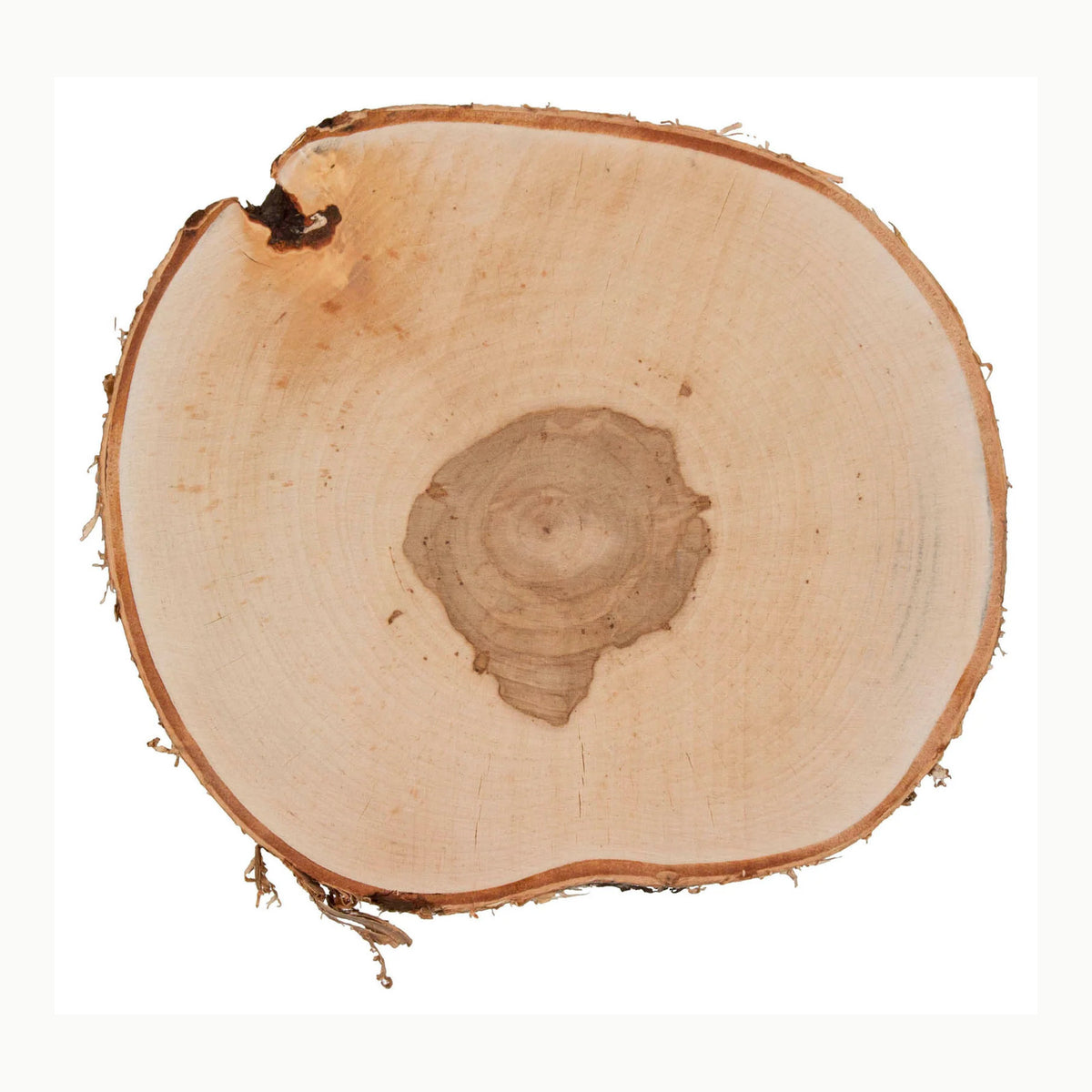 Birkenscheibe 25-28cm Rayher 55806000 Birkenscheibe, 25-28cm ø, Stärke